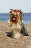 YORKSHIRE TERRIER 331